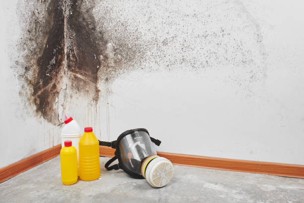 Best Toxic Mold Removal  in Henderson, GA