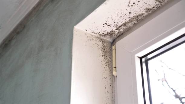 Best Crawl Space Mold Removal  in Henderson, GA