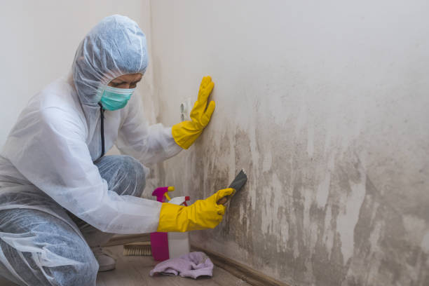 Best Same-Day Mold Removal  in Henderson, GA