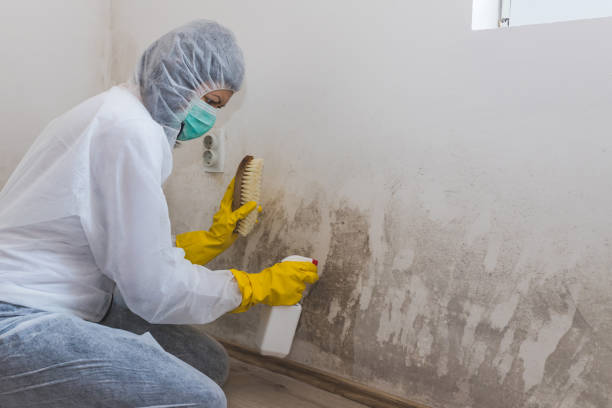 Best Affordable Mold Removal  in Henderson, GA
