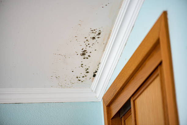 Henderson, GA Mold Removal Company