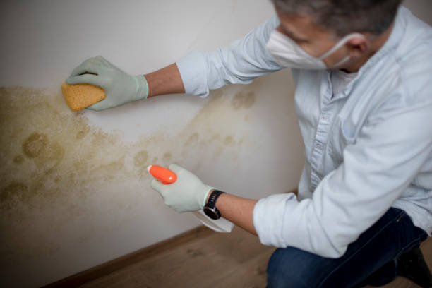 Best Mold Testing  in Henderson, GA
