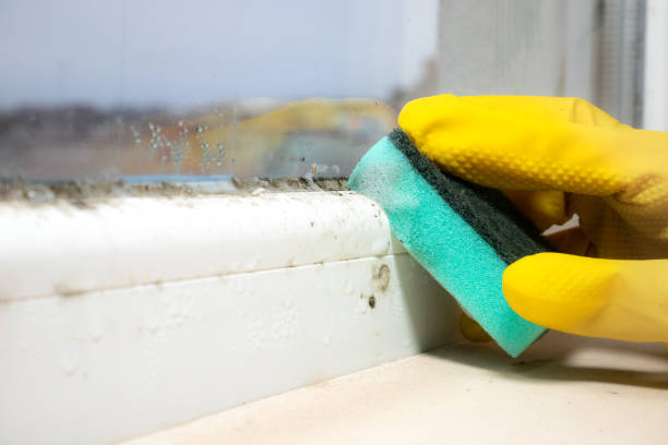 Best Fast Mold Removal  in Henderson, GA