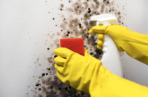 Best Crawl Space Mold Removal  in Henderson, GA