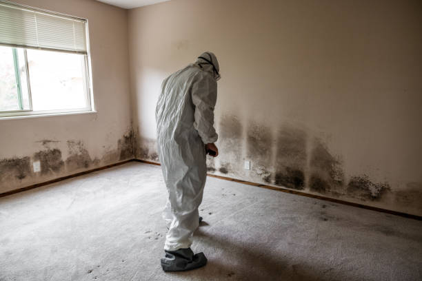 Best Mold Cleaning Services  in Henderson, GA