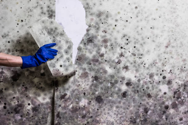Best Office Mold Removal Services  in Henderson, GA