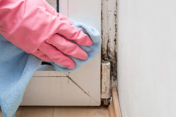 Best Emergency Mold Removal  in Henderson, GA